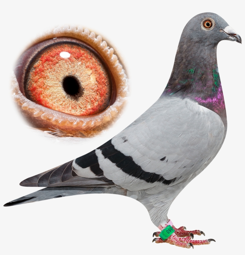 Breeder - Pigeon Van Der Kruk, transparent png download