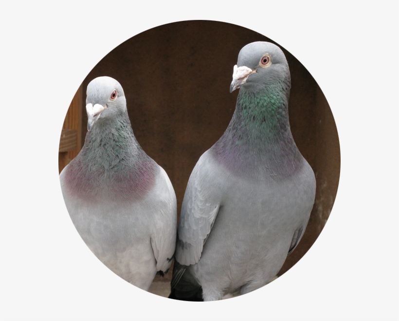 Best Breed Pigeon For Sale, transparent png download