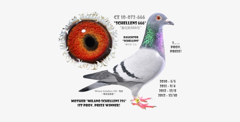 Filipi Team - Poštovní Holubi - Racing Pigeons - 賽鴿 - Racing Pigeon Slovakia, transparent png download