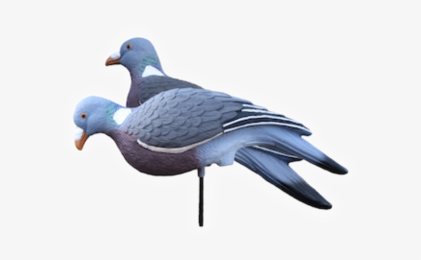 Enforcer Pigeon Decoys, transparent png download