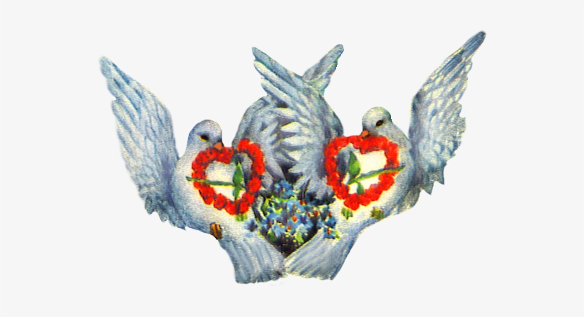 Valentine Pigeons With Hearts Of Roses Png - Turturduvor, transparent png download