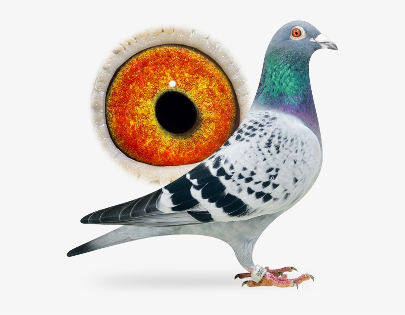 Special Pigeon Bred By Frans Rutten, 100% C & G Koopman - Rock Dove, transparent png download