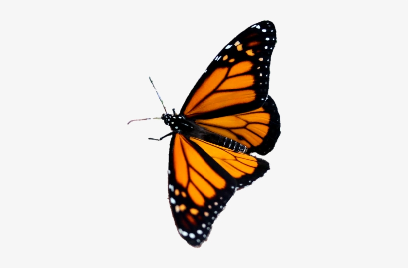 Butterfly 3 Transparent Background Png - Angangueo, transparent png download
