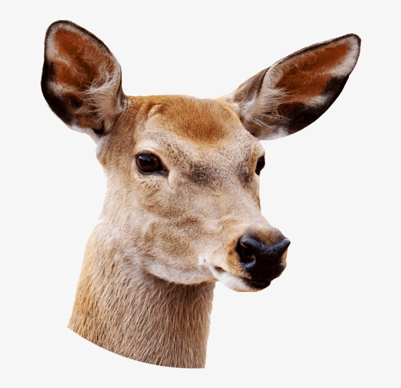 Female Deer Close Up - Deer With White Background, transparent png download