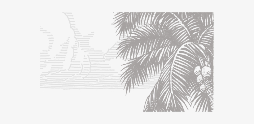 Coconuts Frame Backg - Attalea Speciosa, transparent png download