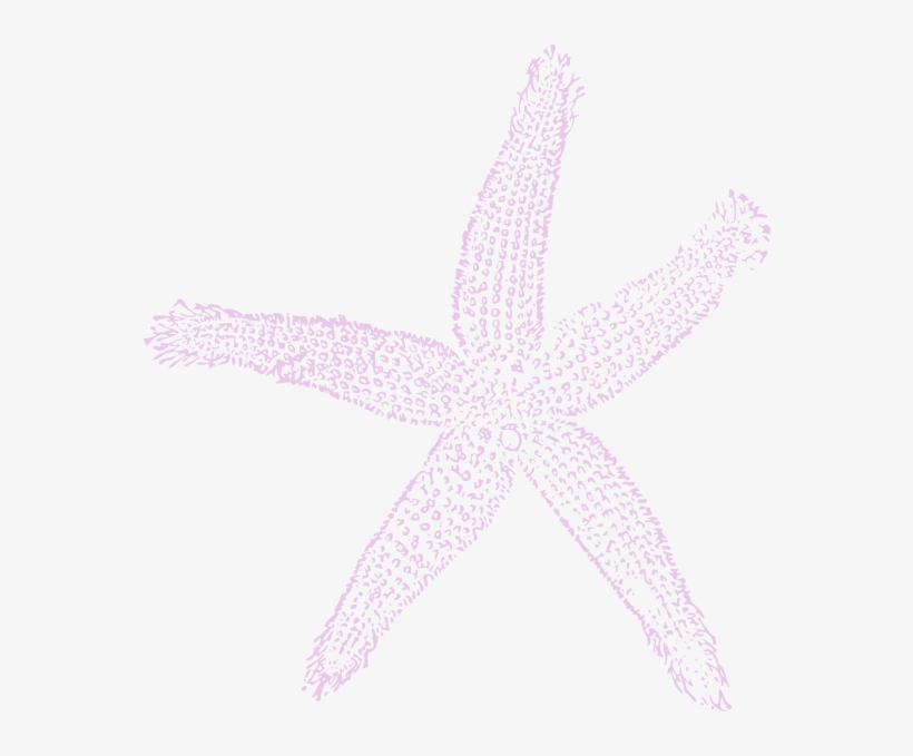White Starfish Png - Fish Clip Art, transparent png download