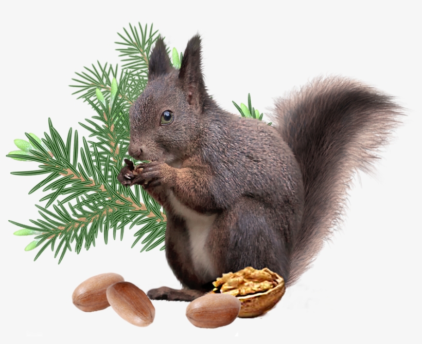 Squirrel Png File - Tree Squirrel, transparent png download