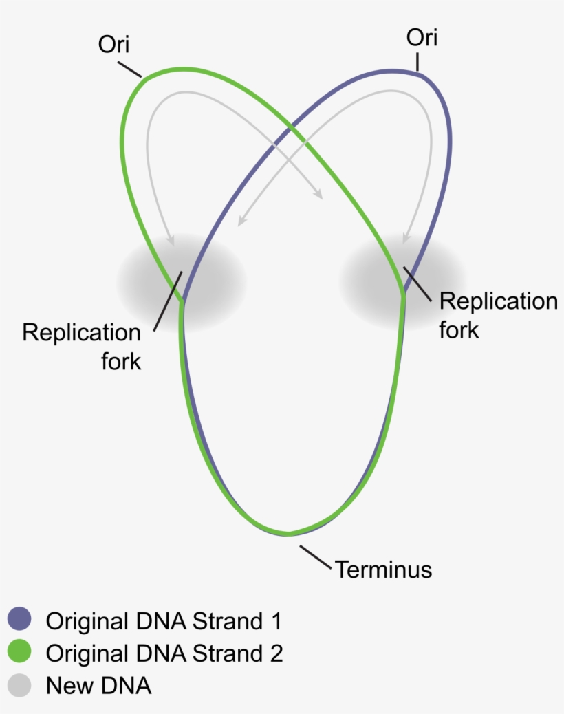 Diagram, transparent png download