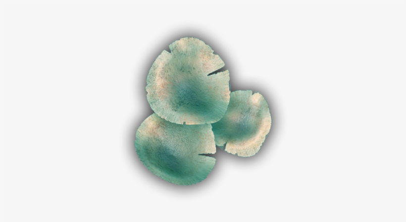 06 Feb 2009 - Mexican Pinyon, transparent png download