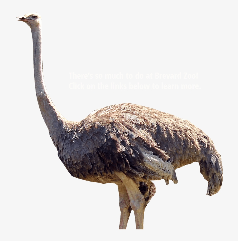 Download Animals Png Images Image - Ostrich Png, transparent png download