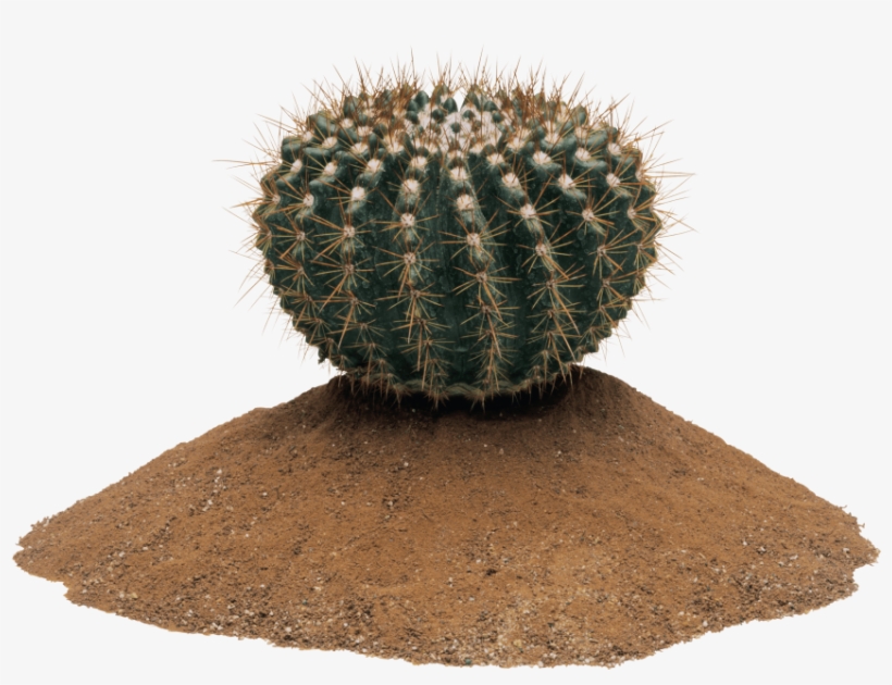 Free Png Cactus Png Images Transparent - Png Transparent Cactus Png, transparent png download