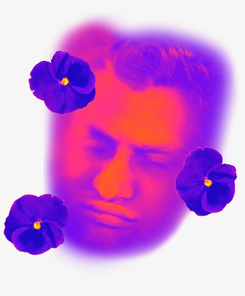 Pansy, transparent png download