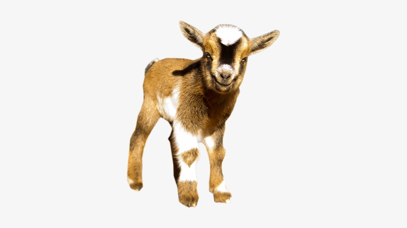 As With All Goats, Does Or Neutered Males Make The - Nigerian Dwarf Goat Png, transparent png download