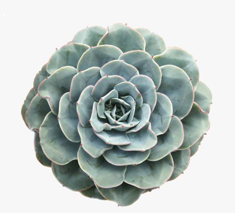 Succulent Cactus Plant Plantsarefriends Tumblr Arthoe - Succulent Plant, transparent png download