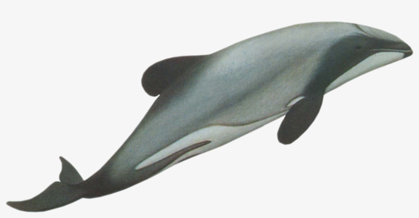 Cephalorhynchus Hectori Png, transparent png download