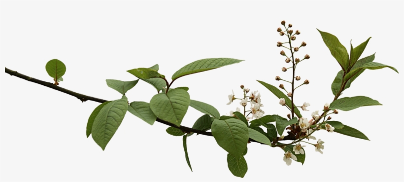 Spring Branch With Budding Flowers Png - Png Budding Branch, transparent png download