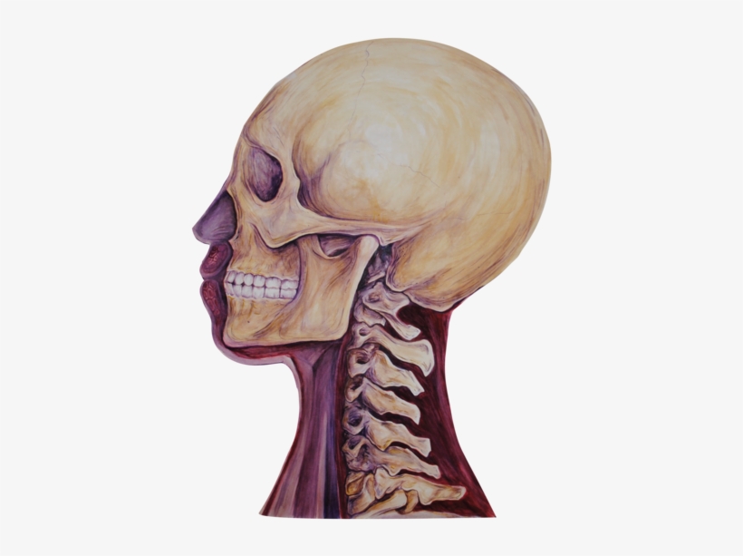 03 Heads Bone - Bone, transparent png download