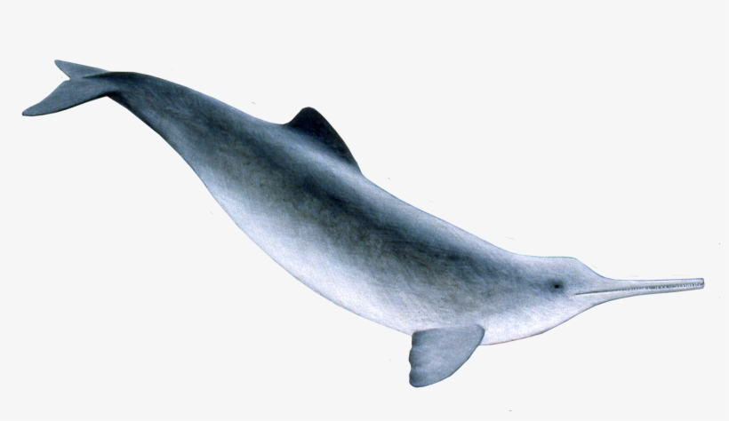 Franciscana Dolphin Clipart Transparent Stock - Ganges River Dolphin Png, transparent png download