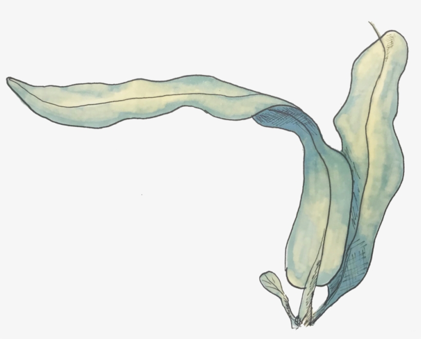 Scroll To Learn More About Goats And Coconuts - Sea Lettuce, transparent png download