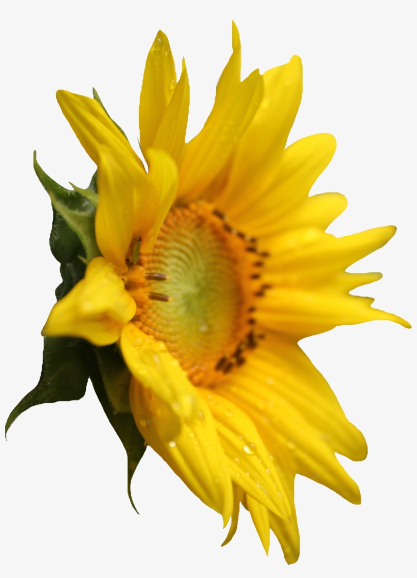 Plant Sunflower Png, transparent png download