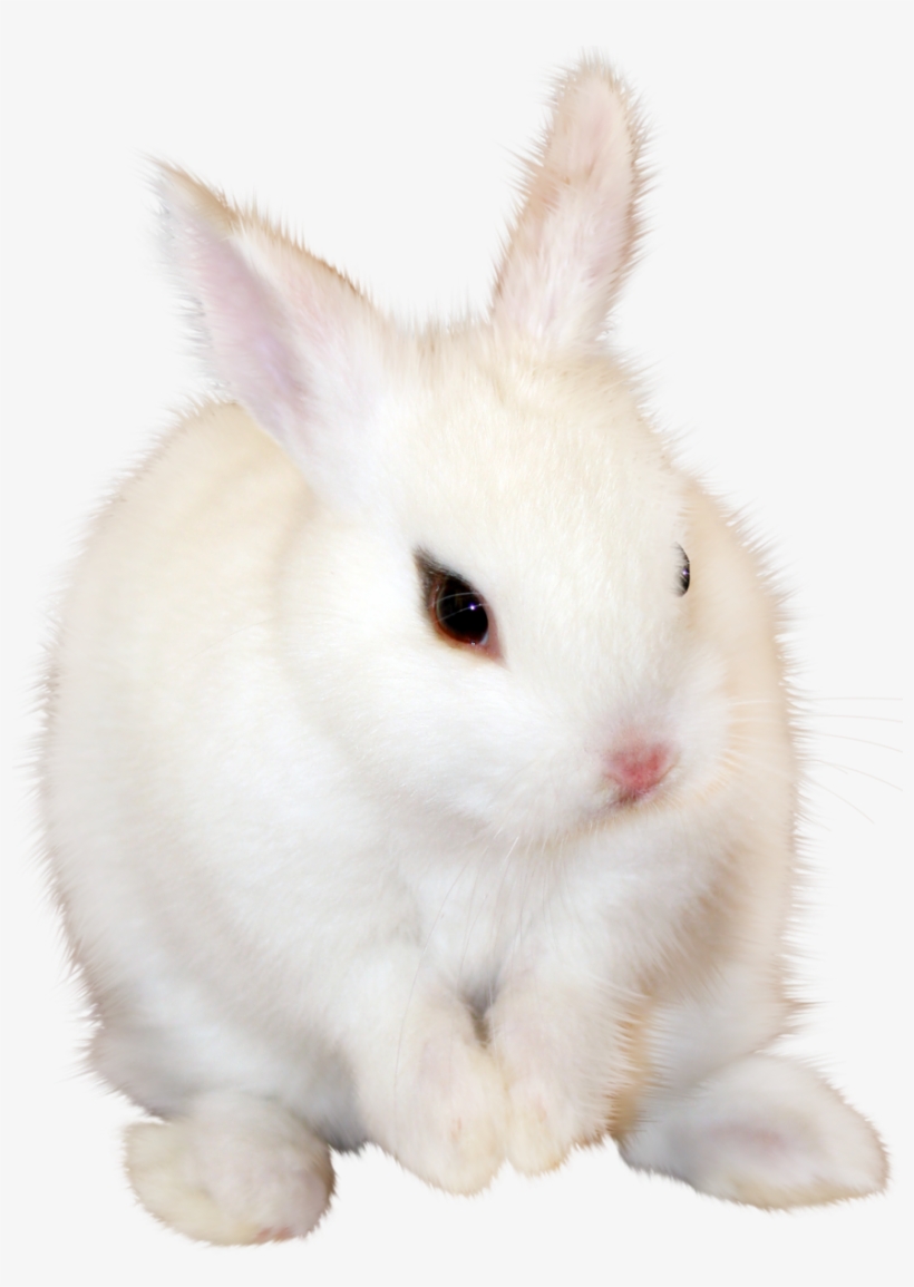 White Bunny Png, transparent png download