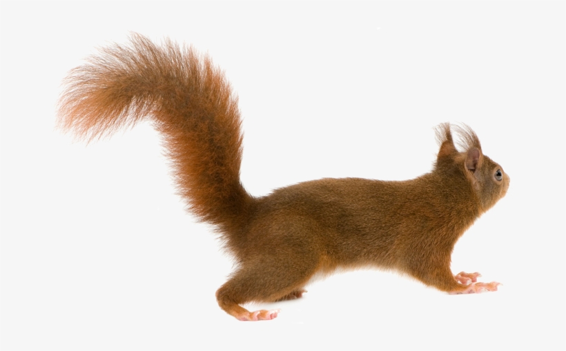 Squirrel With Transparent Background, transparent png download