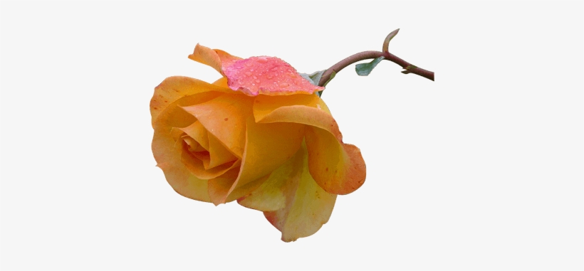Mother's Day Rose Card, transparent png download