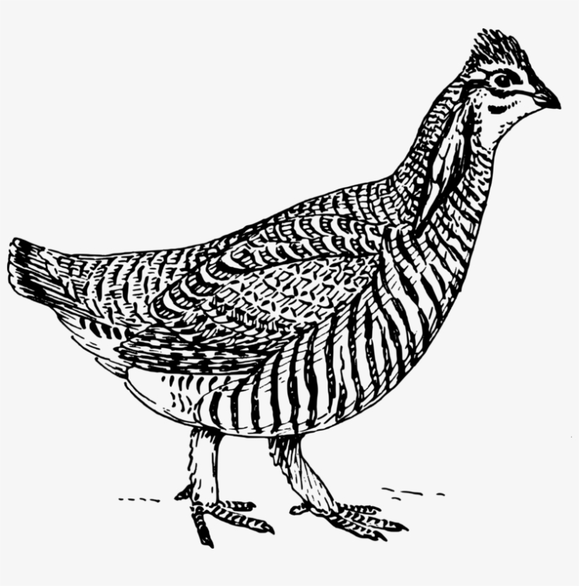 Chicken As Food Coloring Book Drawing Fowl, transparent png download