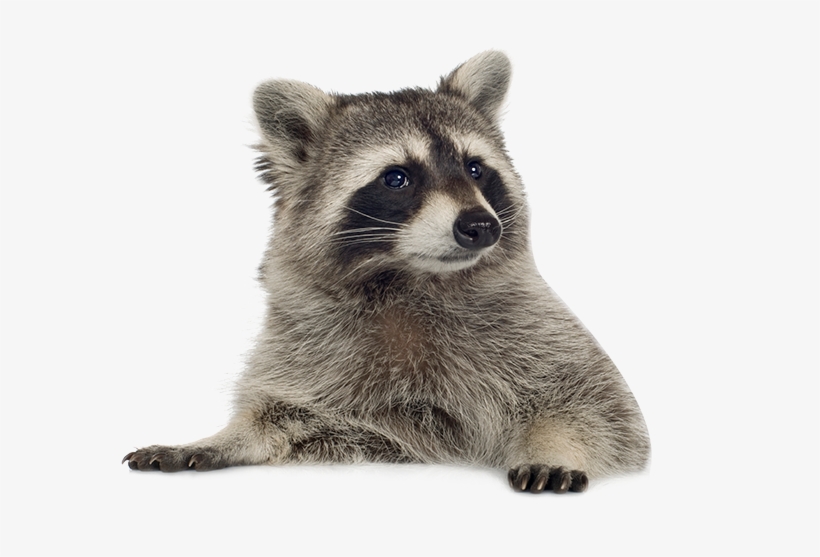 Visit - Raccoon Png, transparent png download