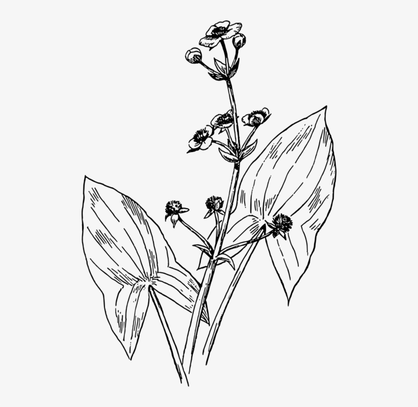 Free Photos Broadleaf Arrowhead Search - Broadleaf Arrowhead Drawing, transparent png download