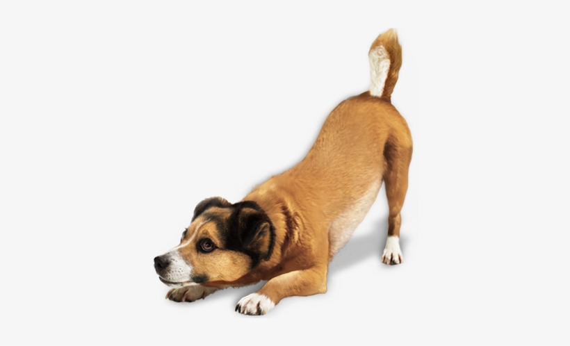 Help Ensure The Animals In Licking County Are Protected - Png Dog, transparent png download