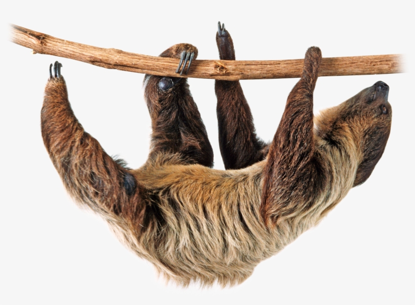 Png Image Animals Animales Animais Pinterest - Two Toed Sloth Png, transparent png download