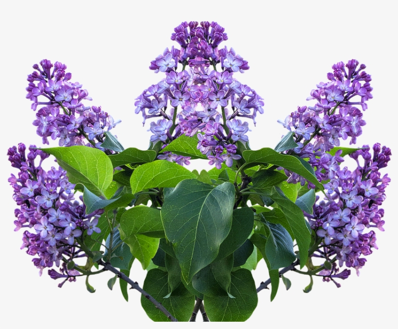 *ver Y Descargar 8 Imagenes Flores Png Hd Rosa Lila, transparent png download