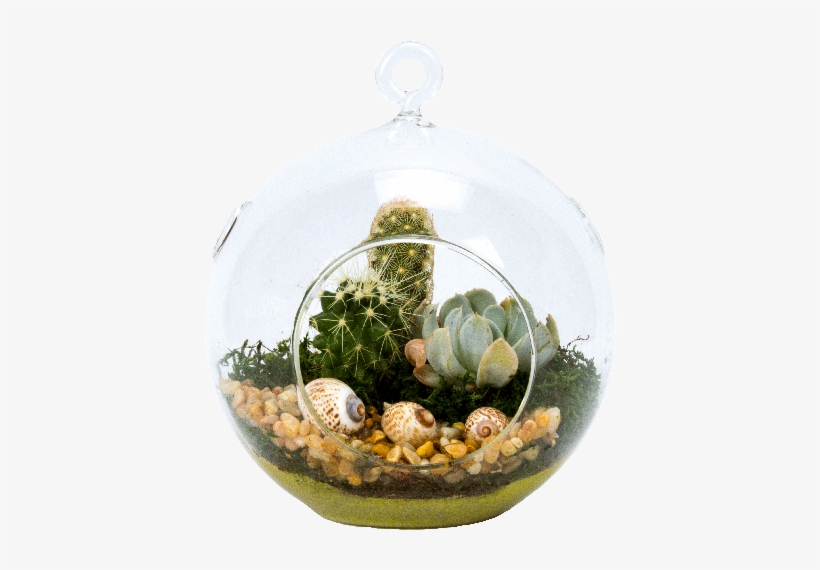 5" Glass Globe Succulent Plant Terrarium - Auction, transparent png download
