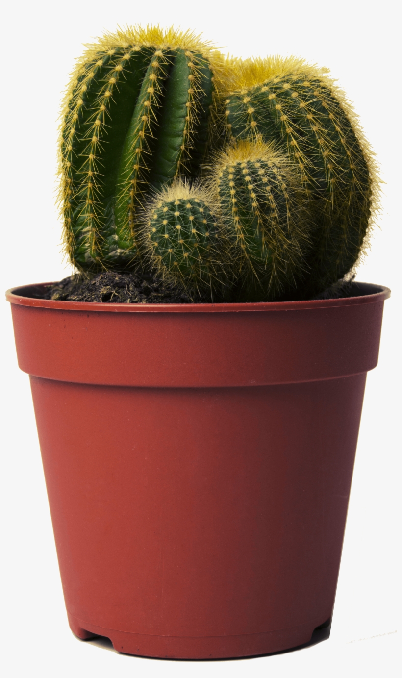 Cactus Care - Cactus In Pot Png, transparent png download