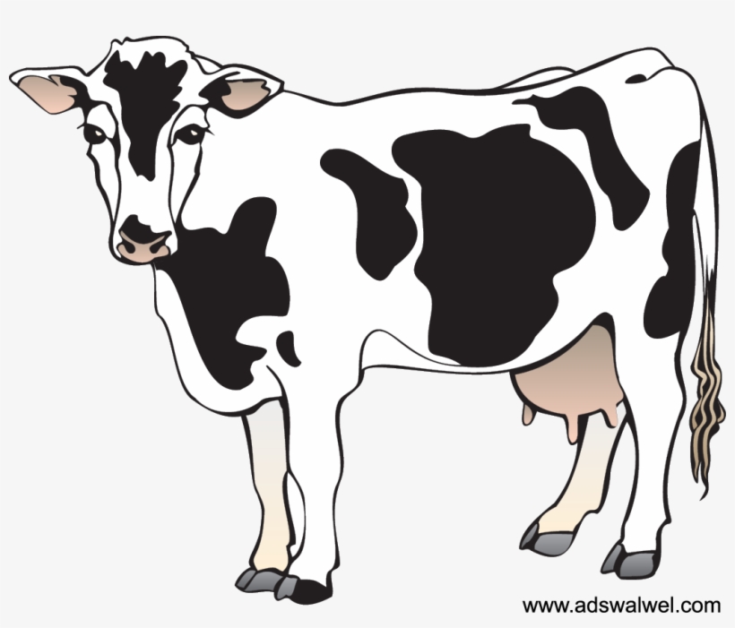 Cattle Clipart Nativity - Clipart Of A Cow, transparent png download