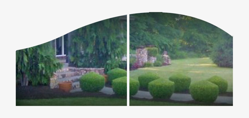 Header-shrub - Yard, transparent png download