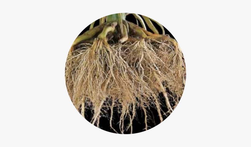 Nutrient - Portable Network Graphics, transparent png download