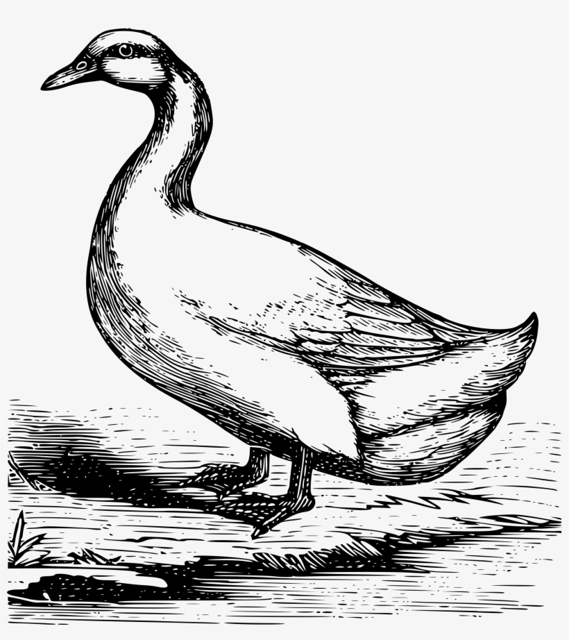 This Free Icons Png Design Of Pekin Duck, transparent png download
