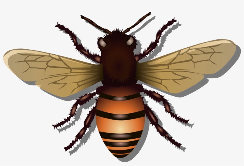 How To Set Use Bee Clipart, transparent png download