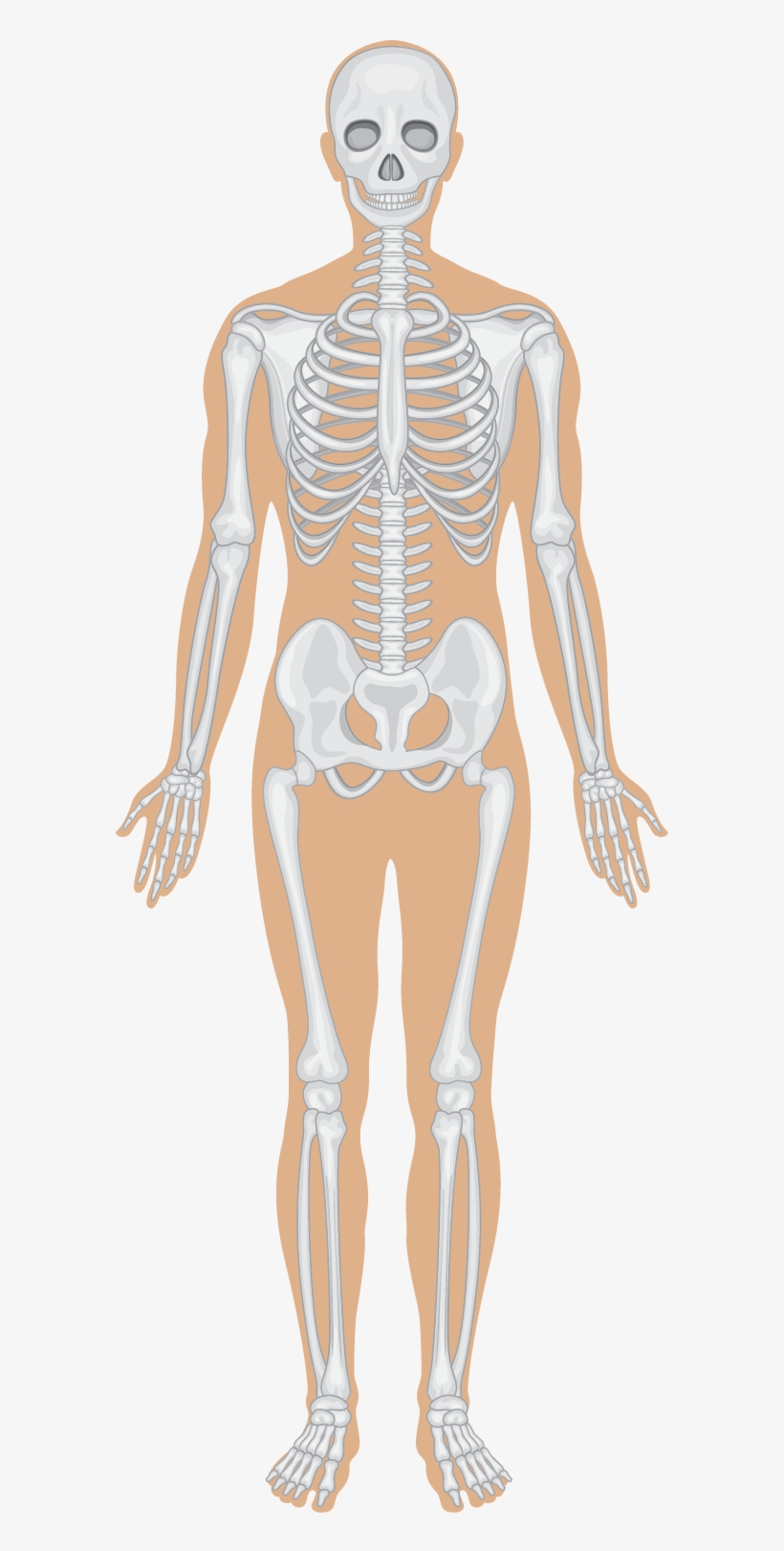Skeletal System - Different Organs, transparent png download