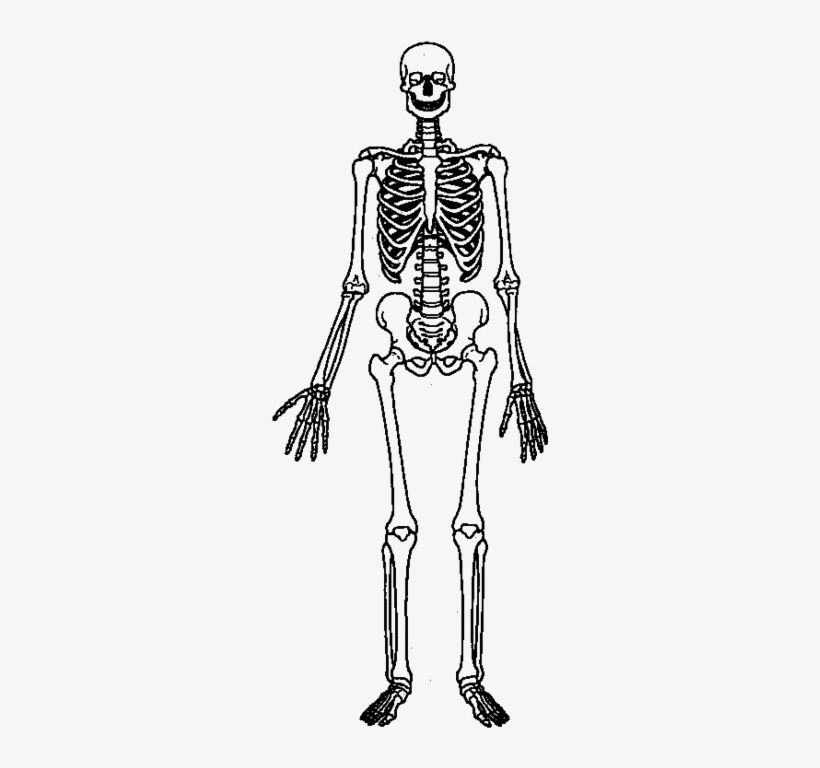 Skeletal System Diagram Worksheet