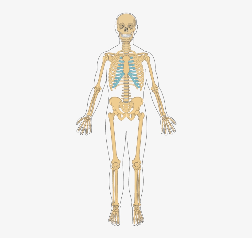Full Skeleton - Skeleton, transparent png download