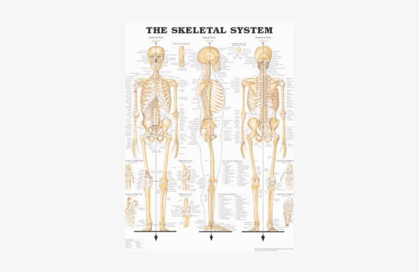 This Is A Picture Os The Skeletal System - Skeletal System Anatomical Chart, transparent png download