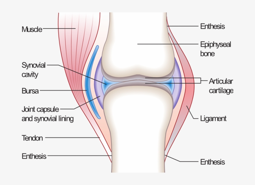 Synovial Joint Gcse Pe, transparent png download