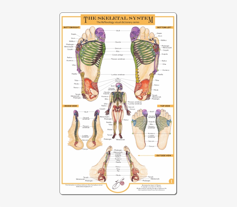 Reflexology Foot Charts Collection - Foot Chart Balancing Touch, transparent png download