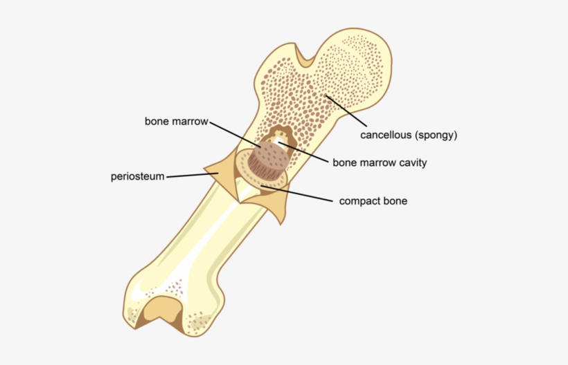 Bones Are The Most Important Part Of The Skeletal System - Skeletal System, transparent png download