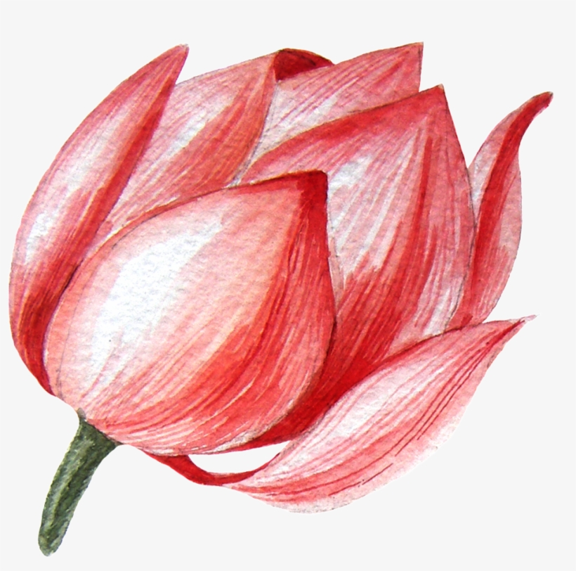 Lotus Flower Transparent Png This Graphics - Sacred Lotus, transparent png download
