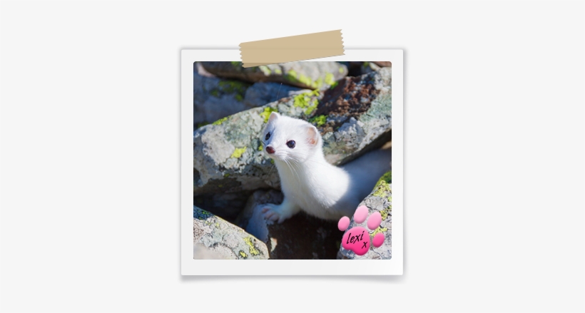 Lexi Contact - Stoat, transparent png download