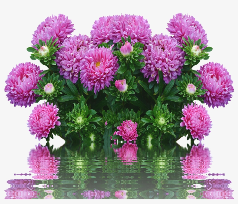 Asters, Autumn, Flowers Purple, Fall Asters - Cafepress ! Samsung Galaxy S8 Case, transparent png download